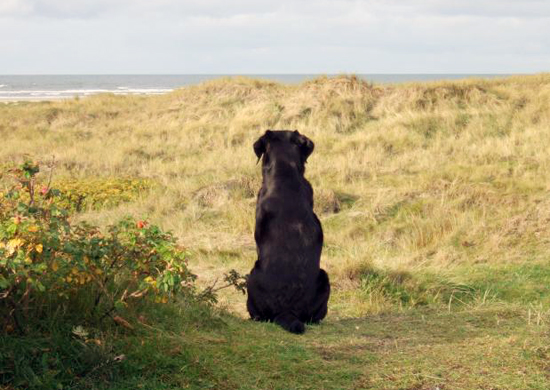 Am Strand: Ein Hund blickt durch die Dünen aufs Meer
